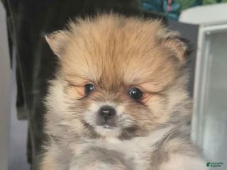 Pomeranian dogs Naya - Ad 21