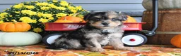 Yorkiepoo dogs for sale: Amber - Ad 5