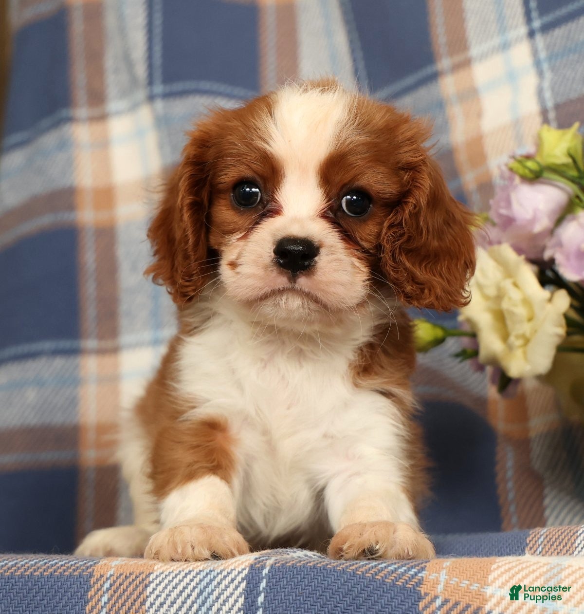 Cavalier King Charles Spaniel dogs Mason - Ad 1