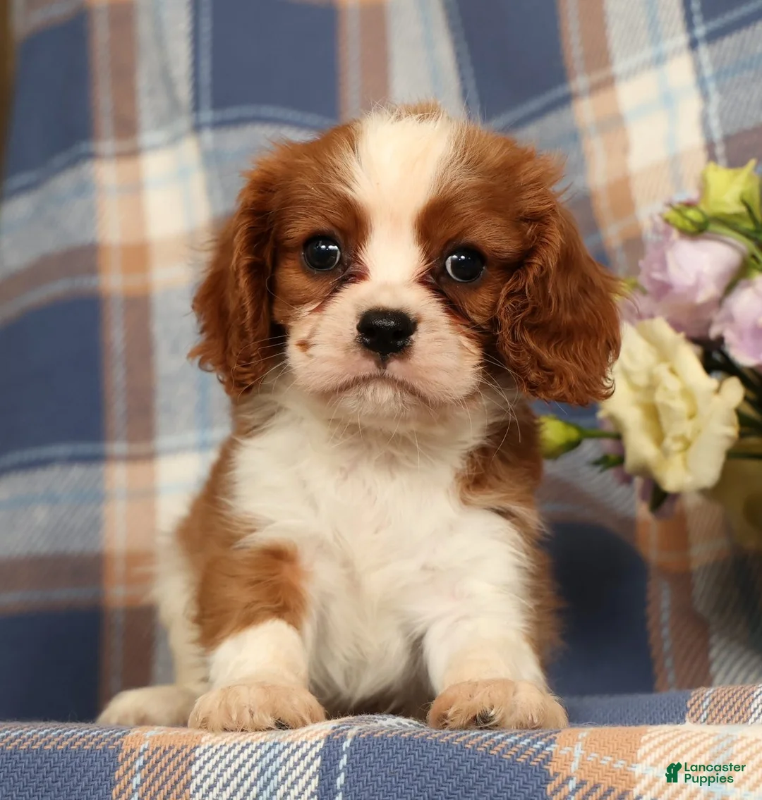 Cavalier King Charles Spaniel dogs for sale: Mason - Ad 1