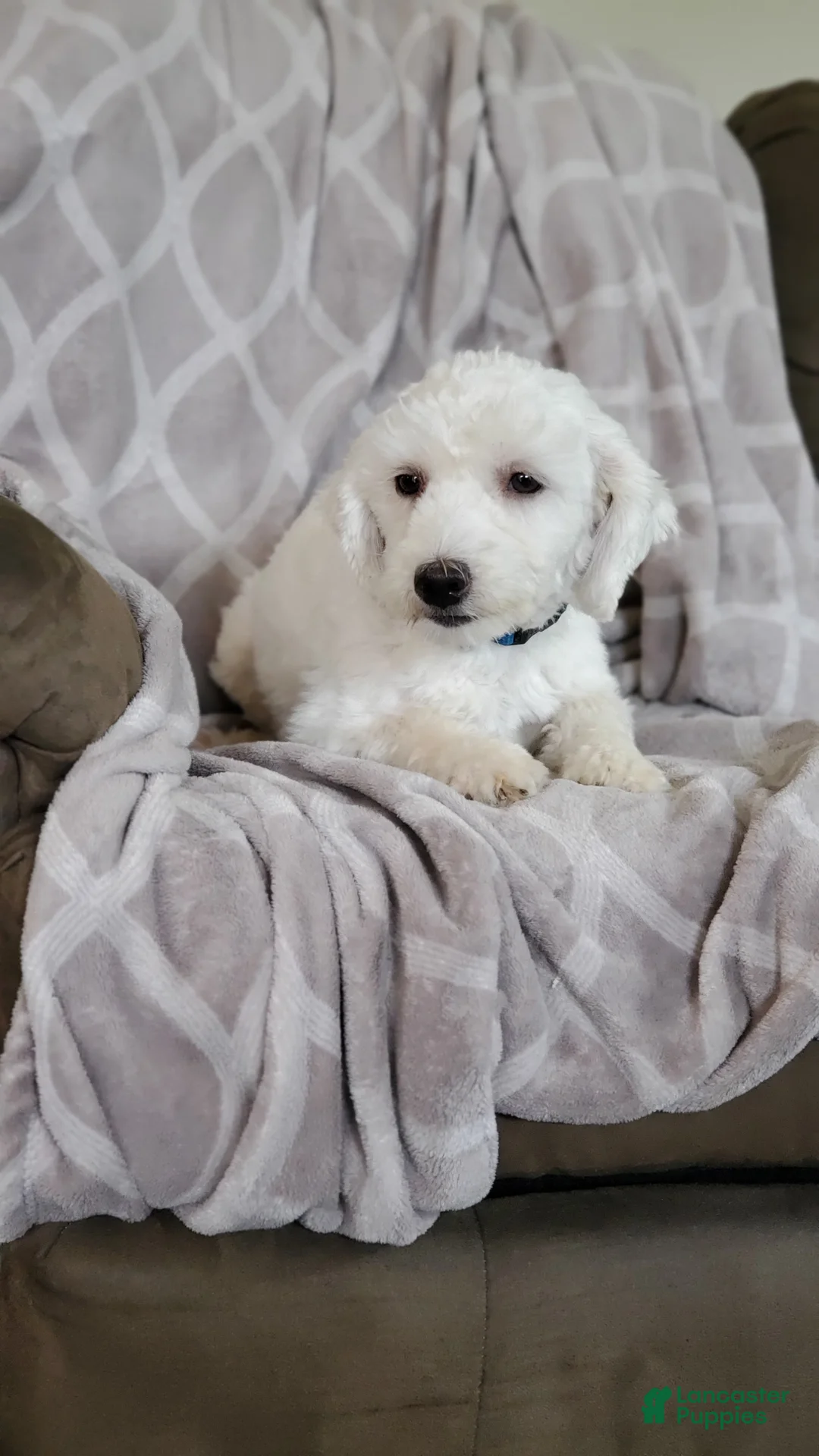 Mixed Breed dogs for sale: Barkley - Ad 4