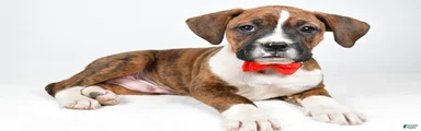 Rex Boxer mix
