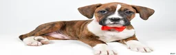 Boxer dogs for sale: Rex Boxer mix - Ad 1