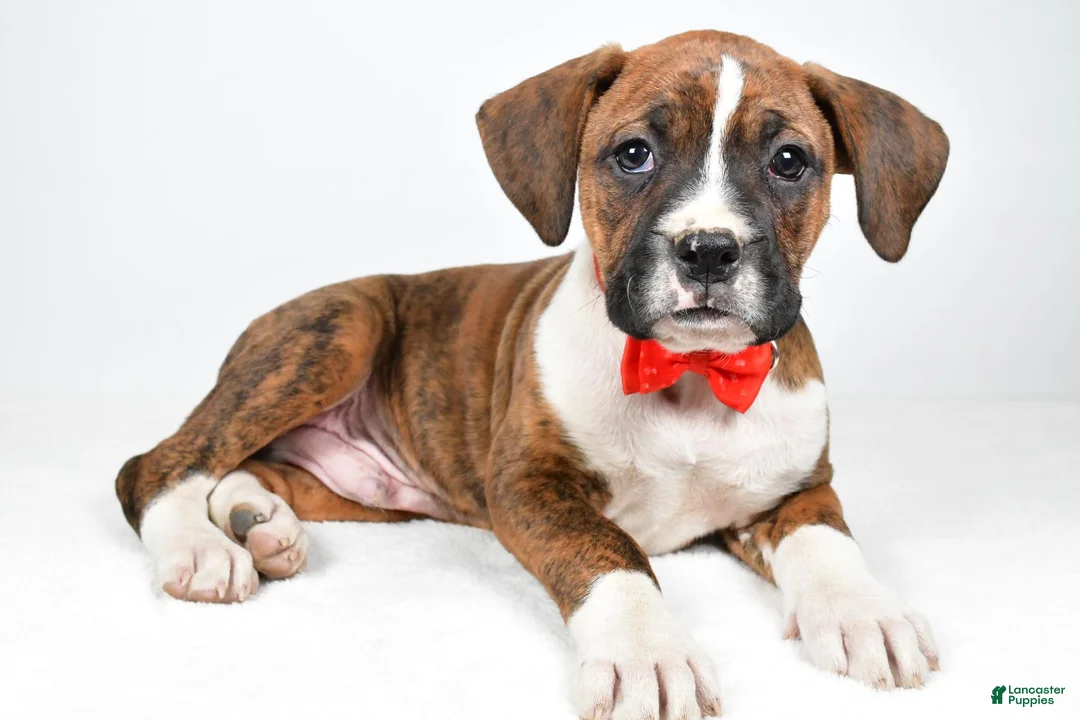 Boxer dogs for sale: Rex Boxer mix - Ad 1