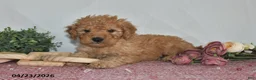 Goldendoodle dogs for sale: Marla - Ad 5
