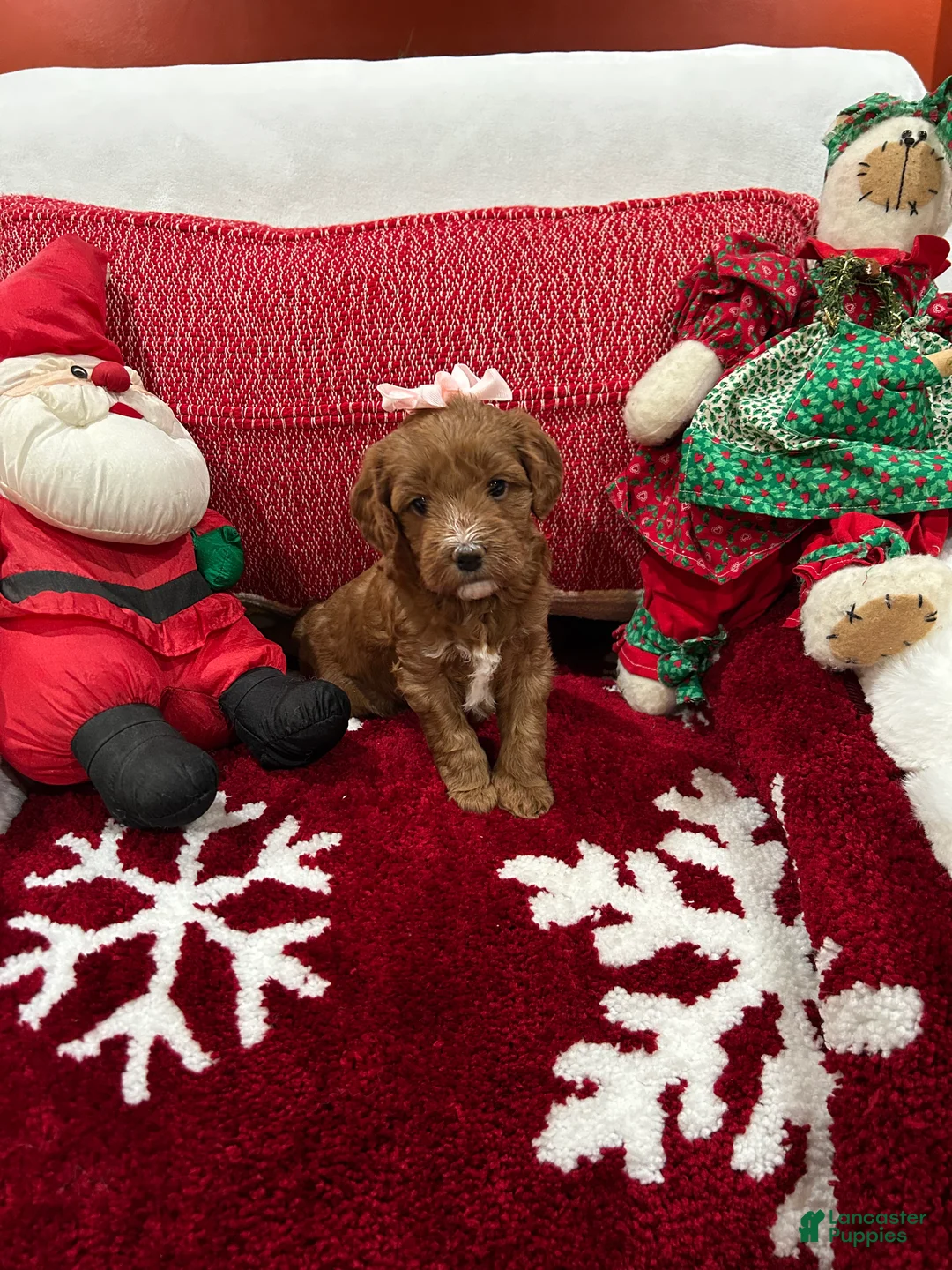 Mini Goldendoodle dogs for sale: Petite Mini Goldendoodle Muffin - Ad 1