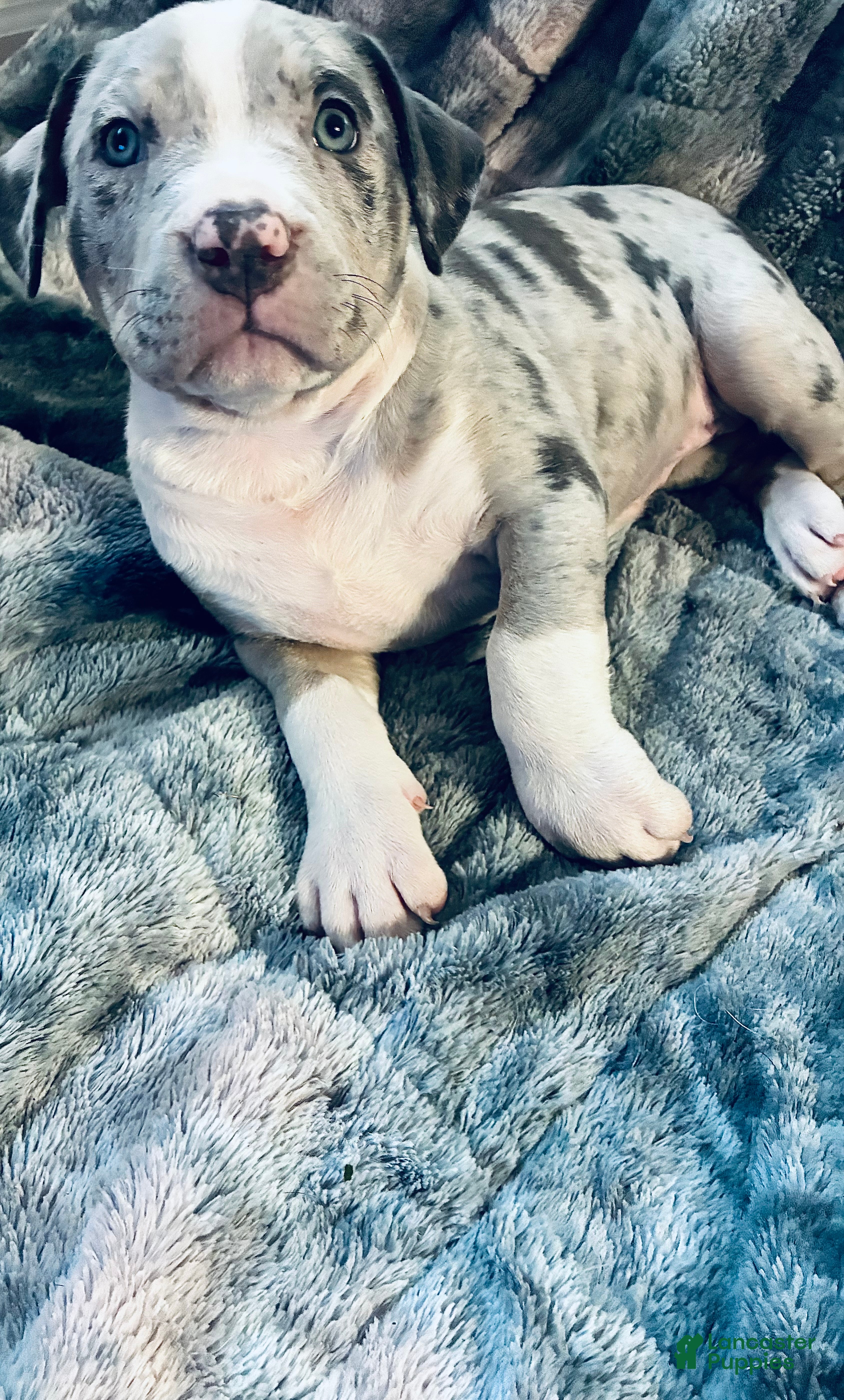 American Bully dogs American Bully (Female#1) - Ad 2
