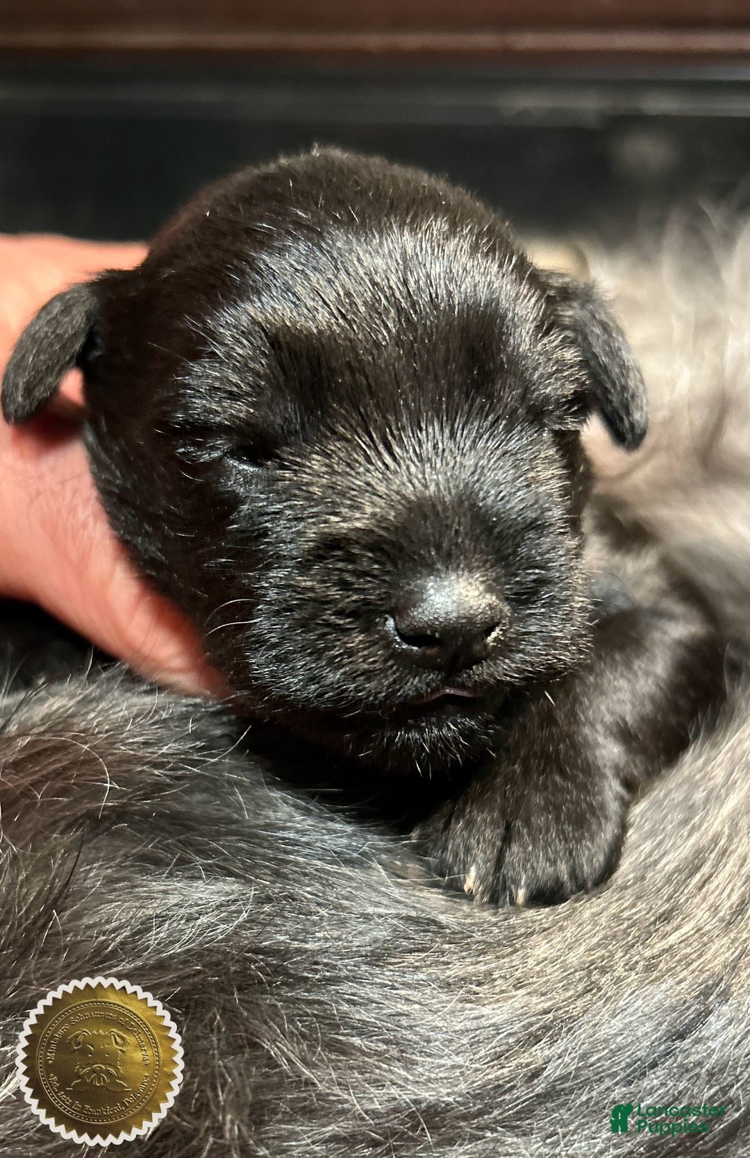 Miniature Schnauzer dogs for sale: Miniature Schnauzer Puppy 4 - Ad 2