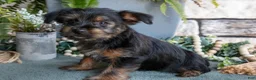 Yorkshire Terrier dogs for sale: Cookie - Ad 1