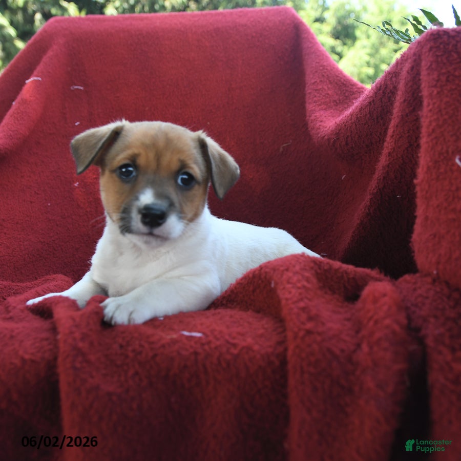 Jack Russell Terrier dogs for sale: Cupcake - Ad 2