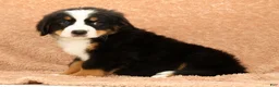 Bernese Mountain Dog dogs for sale: Buddy - Ad 3