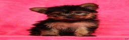 Yorkshire Terrier dogs for sale: Amelia - Ad 3