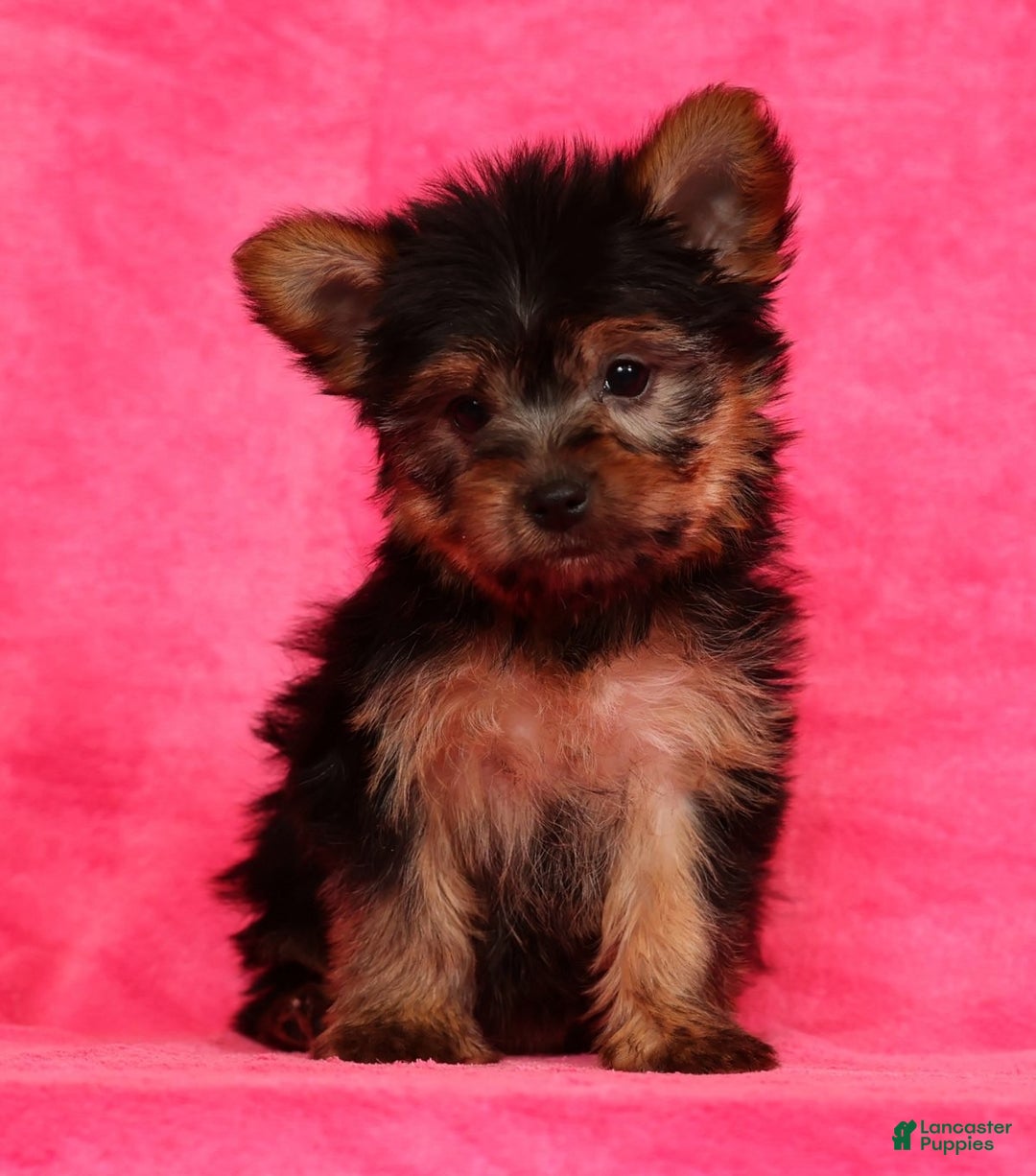Yorkshire Terrier dogs for sale: Amelia - Ad 3