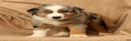 Miniature Australian Shepherd dogs for sale: Jasper - Ad 6