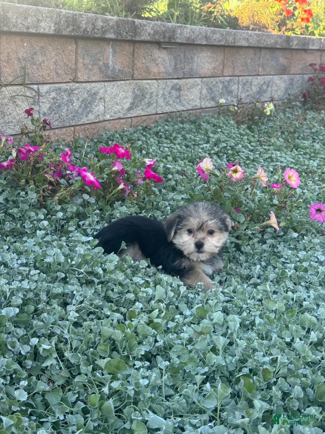 Shorkie dogs for sale: Addison - Ad 2