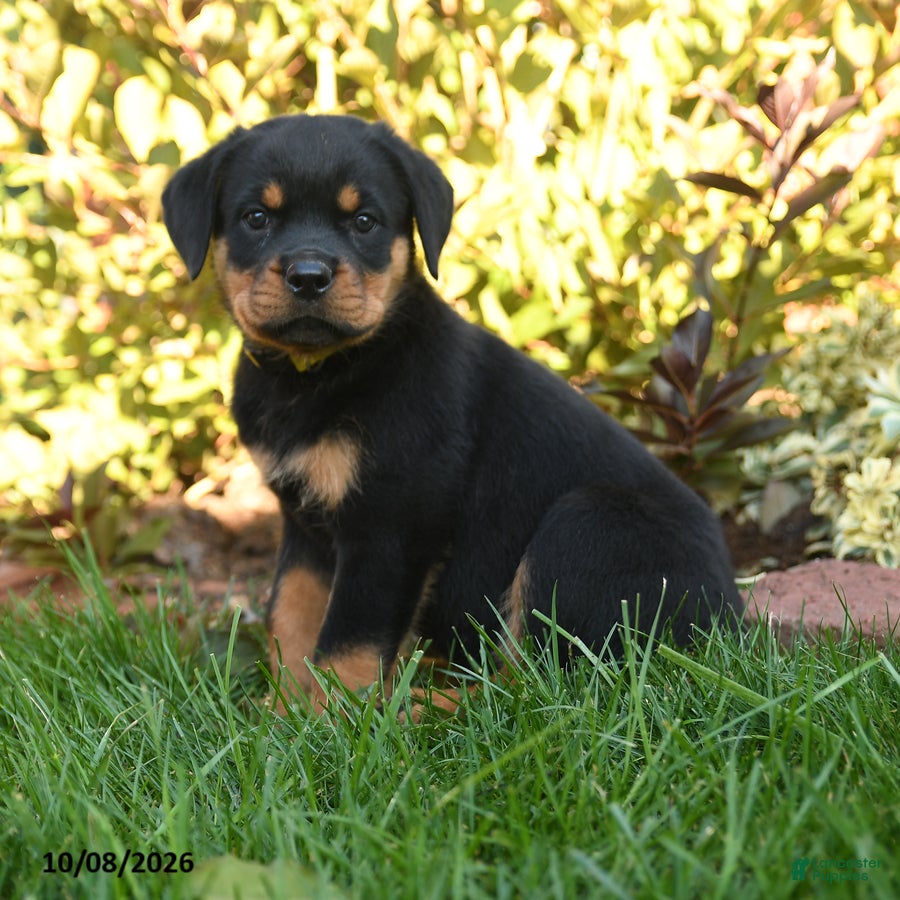 Rottweiler dogs Pogo - Ad 2