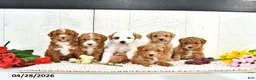 Miniature Poodle dogs for sale: Ranae - Ad 5