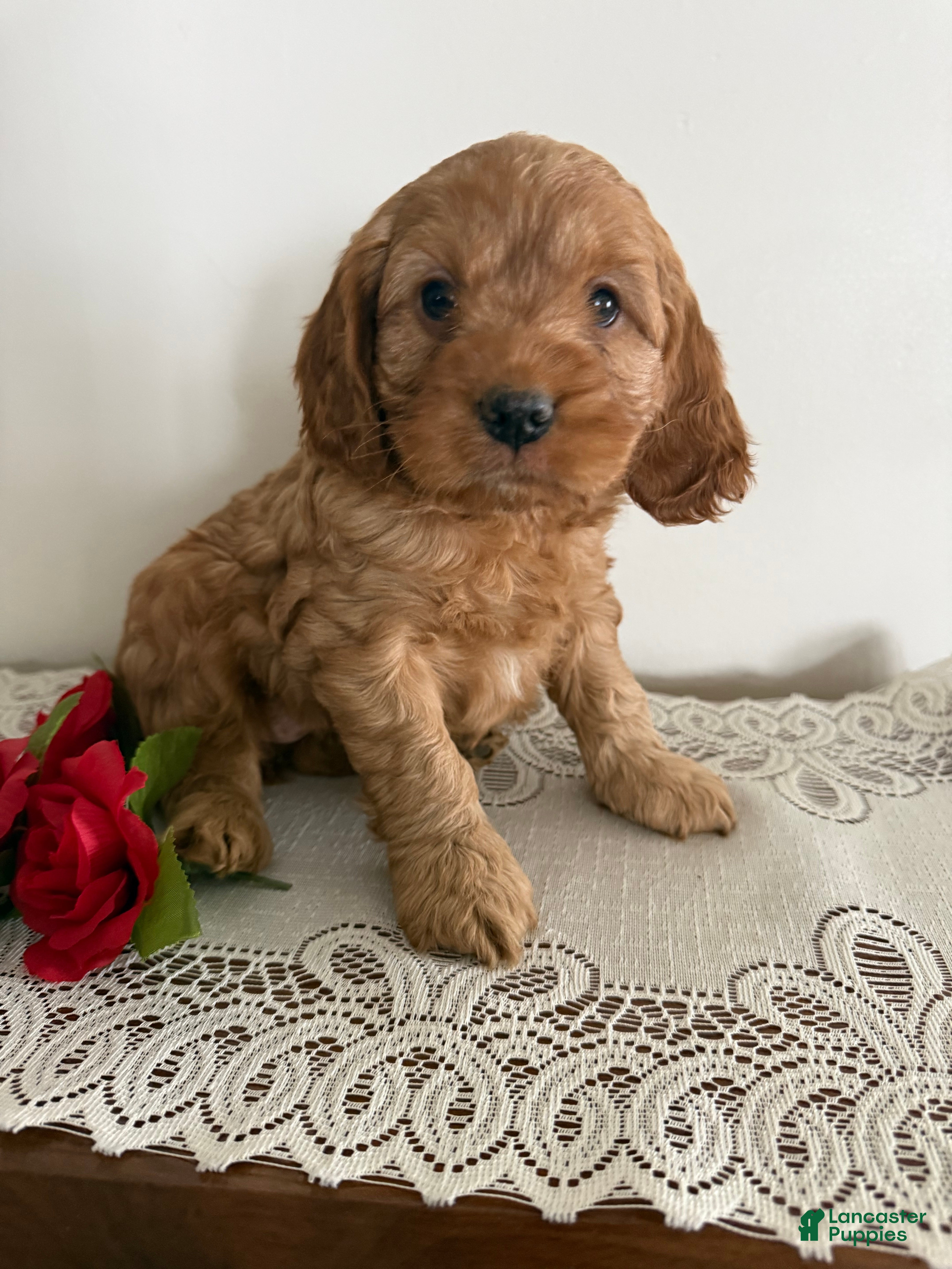 Cockapoo dogs Cockapoo Puppy 4 - Ad 29