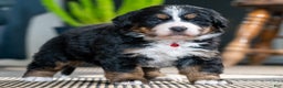 Bernese Mountain Dog dogs for sale: Cookie - Ad 3