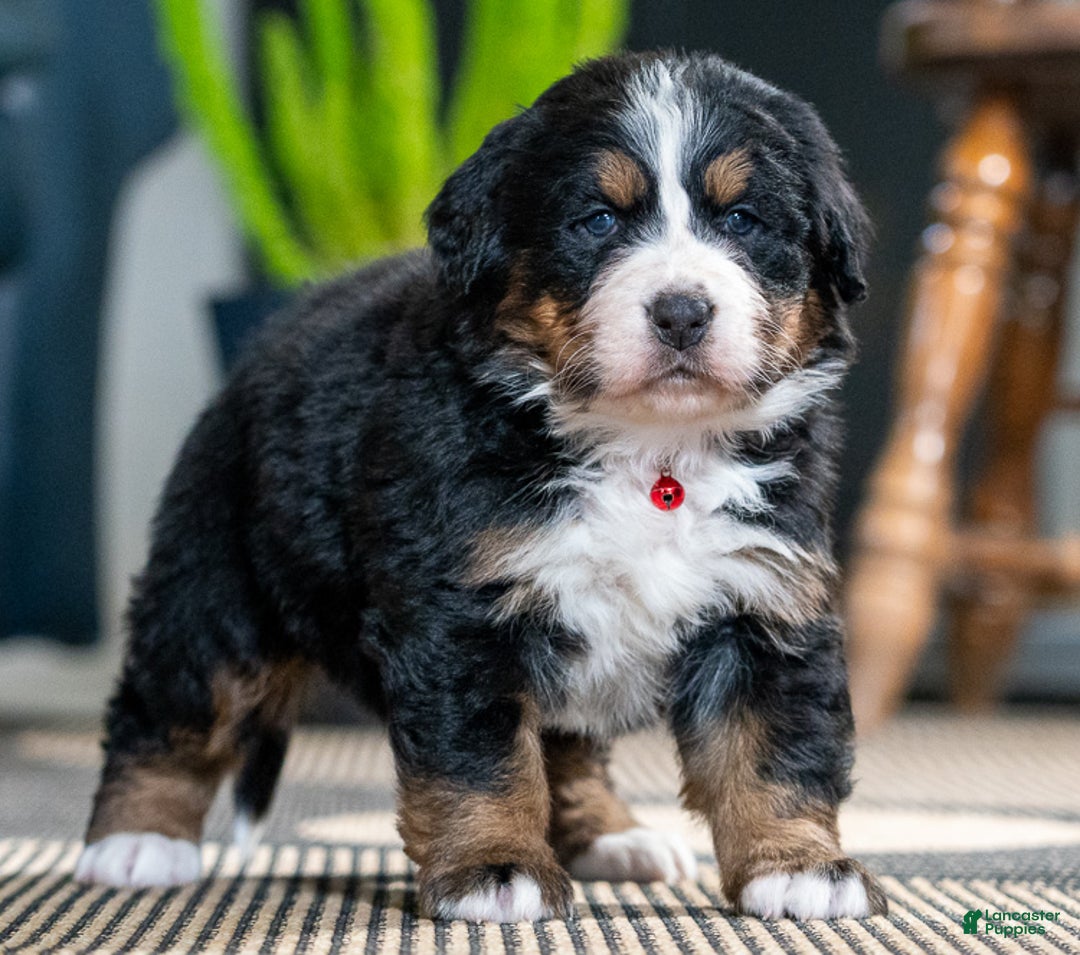 Bernese Mountain Dog dogs for sale: Cookie - Ad 3