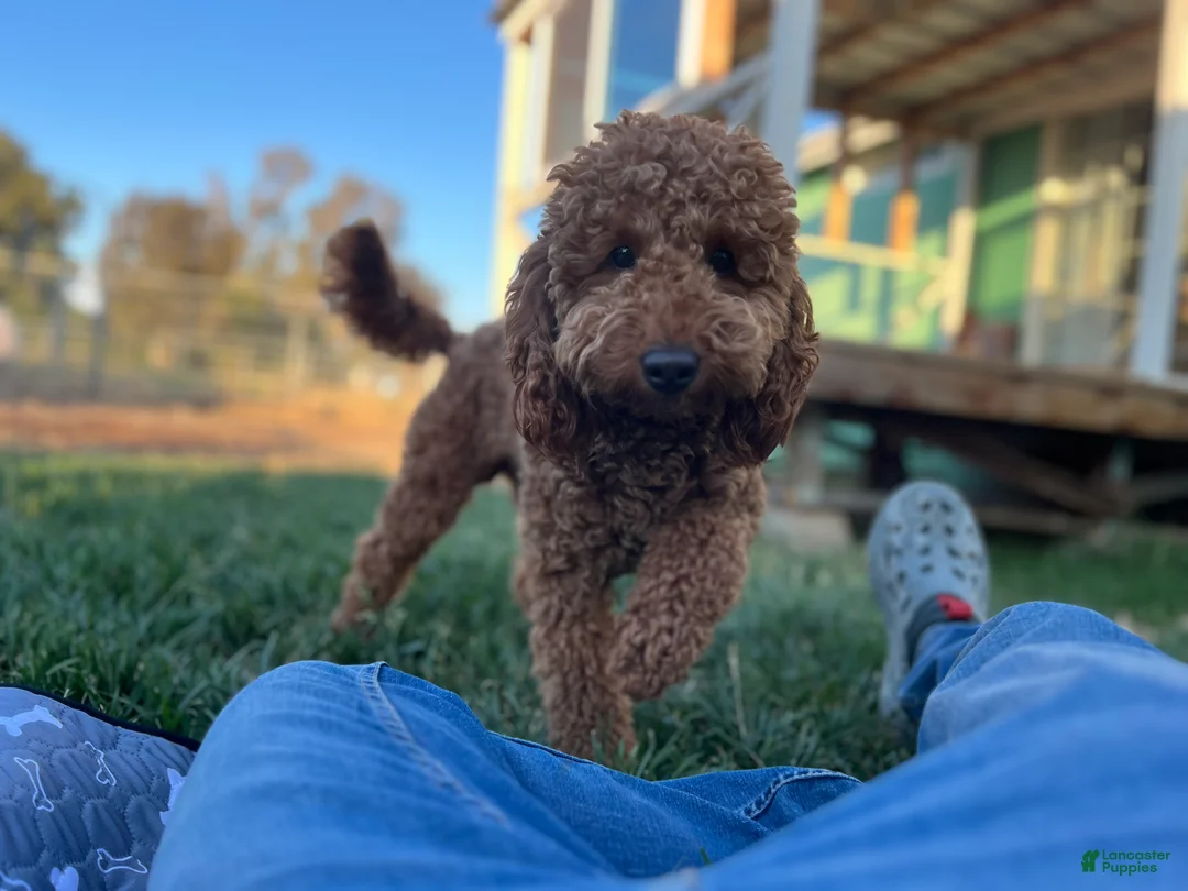 Mini Goldendoodle dogs for sale: Autumn  - Ad 8