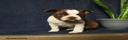 Boston Terrier dogs for sale: Fable - Ad 5