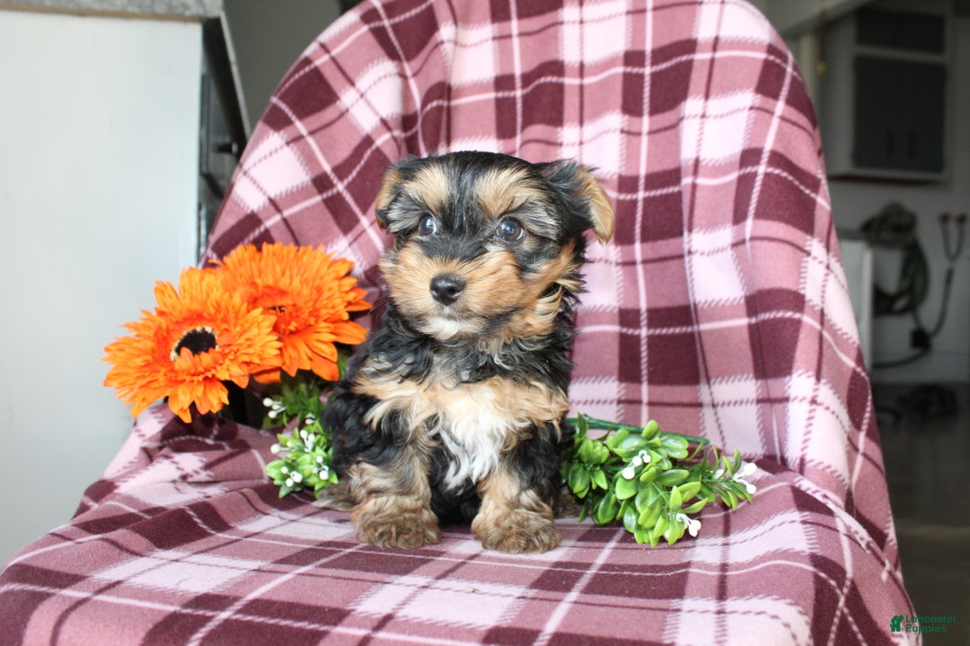 Yorkshire Terrier dogs for sale: Mason - Ad 5