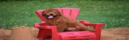 Cavapoo dogs for sale: Sunny - Ad 3
