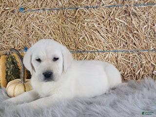 Labrador Retriever dogs - Ad 22