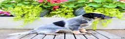 Australian Cattle Dog dogs for sale: Snickers  - Ad 5