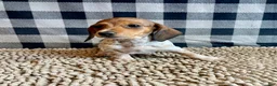 Miniature Dachshund dogs for sale: Nellie - Ad 4