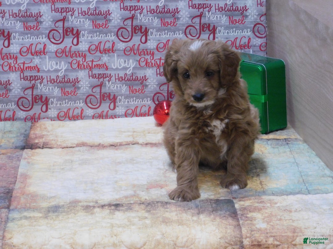 Goldendoodle dogs for sale: Mini Rex - Ad 11