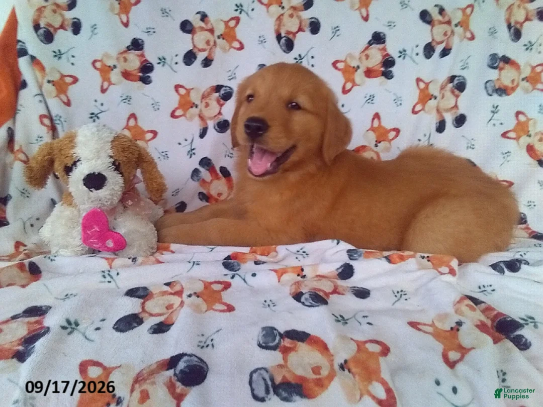 Golden Retriever dogs for sale: Acorn - Ad 1