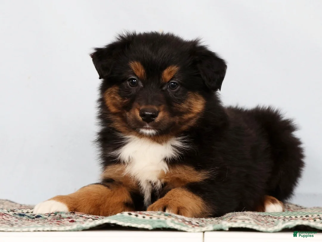 Australian Shepherd dogs for sale: Jeremy - Ad 4