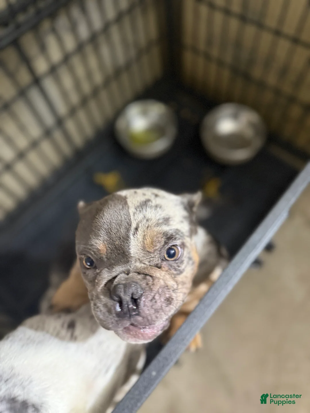 Mixed Breed dogs for sale: Mixed Breed Puppy 2 - Ad 2