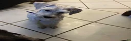 Miniature Schnauzer dogs for sale: Akc Bruno  - Ad 4