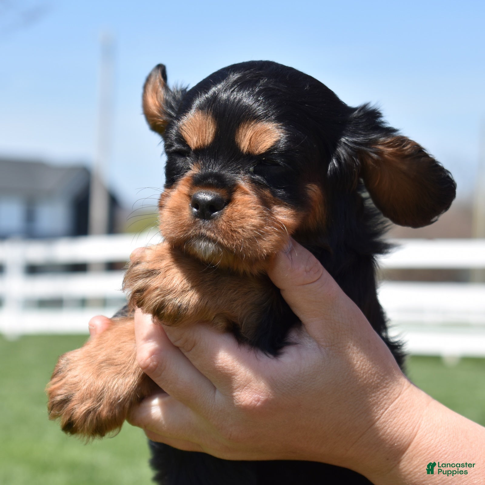 Cavalier King Charles Spaniel dogs Coach  - Ad 2