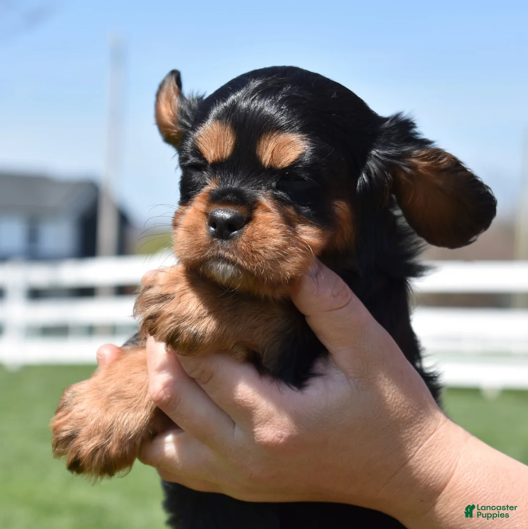 Cavalier King Charles Spaniel dogs for sale: Coach  - Ad 2