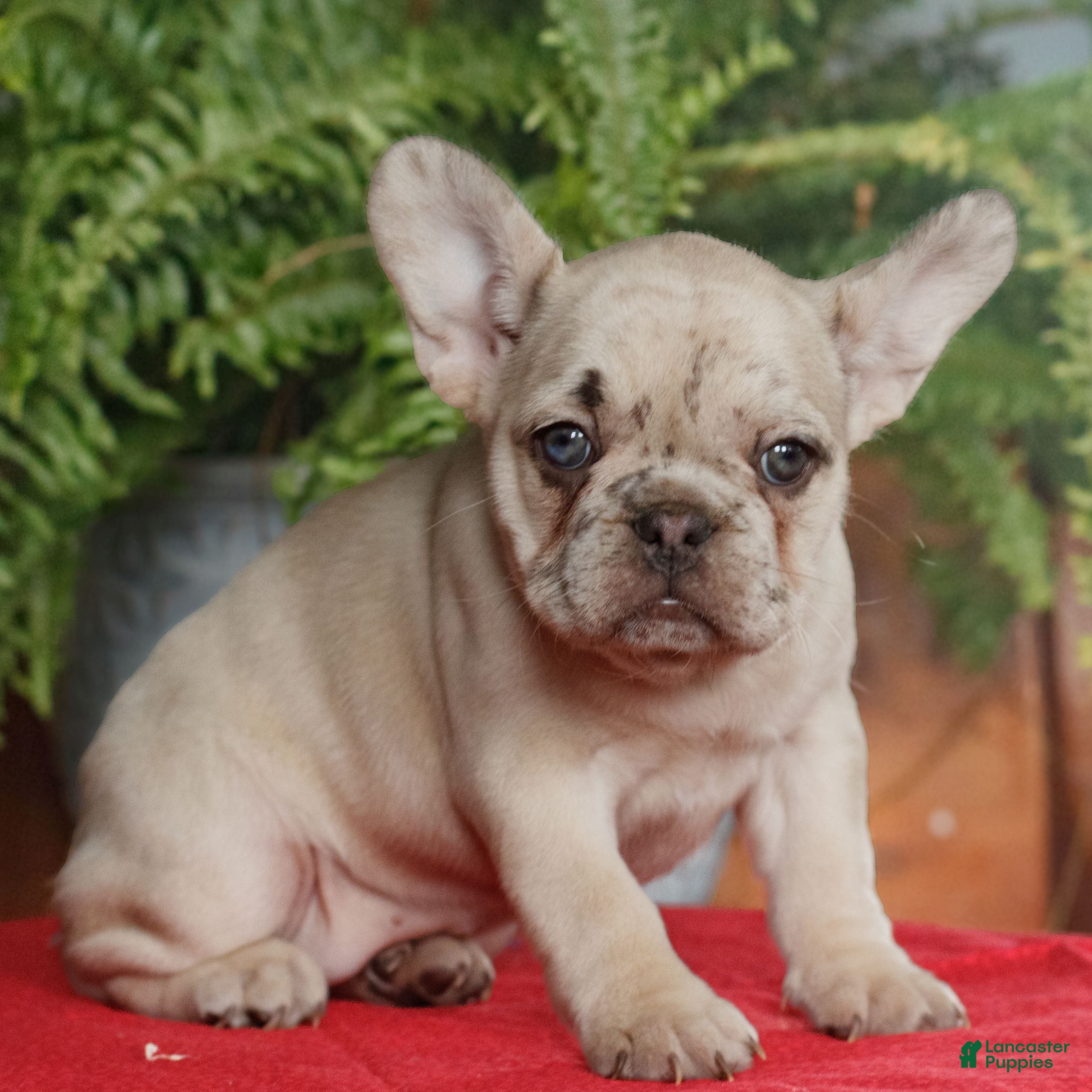 French Bulldog dogs for sale: Maddie  - Ad 1