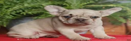 French Bulldog dogs for sale: Maddie  - Ad 1