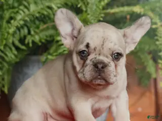 French Bulldog dogs for sale: Maddie - Ad 1