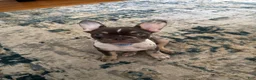 French Bulldog dogs for sale: French Bulldog 1 - Ad 2