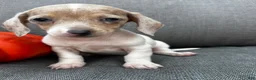 Miniature Dachshund dogs for sale: Olive - Ad 5