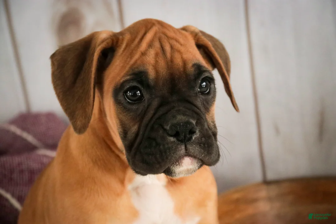 Boxer dogs for sale: Gracie - Ad 6