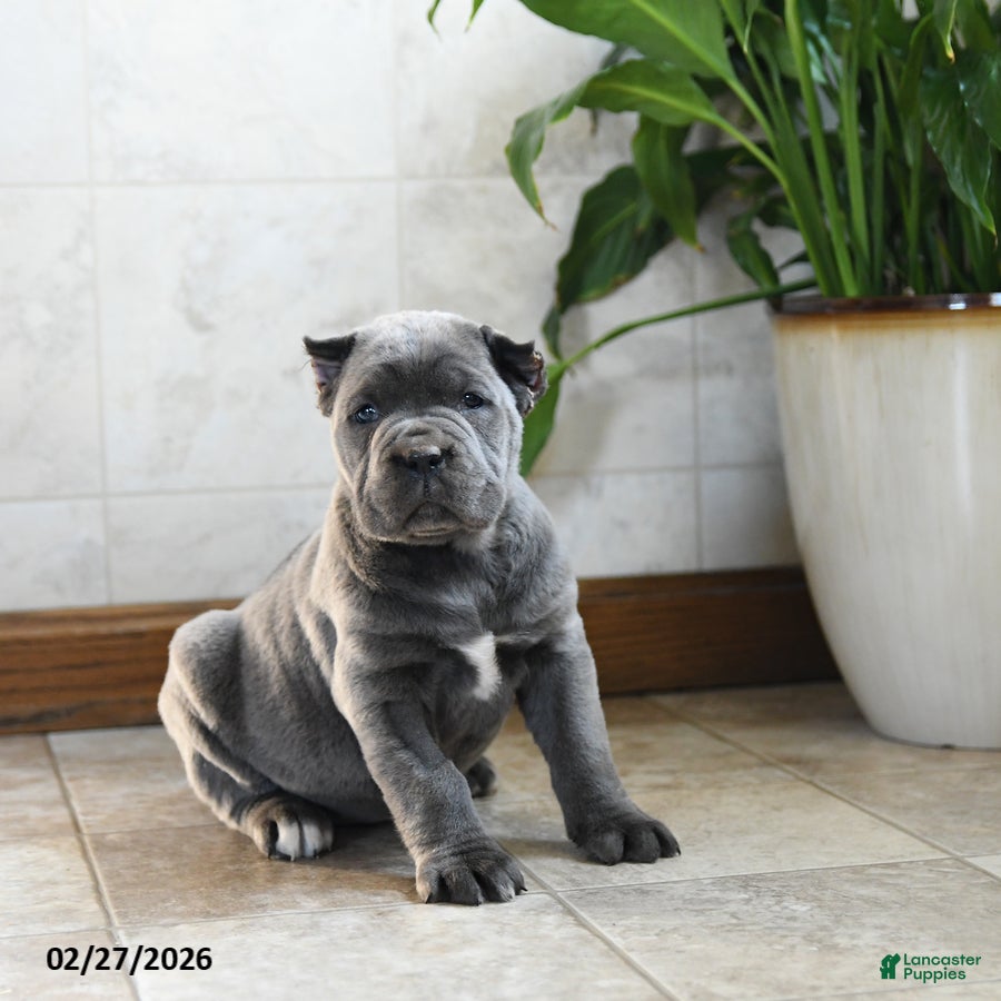Cane Corso dogs Wren - Ad 1