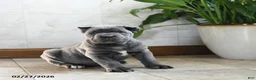 Cane Corso dogs for sale: Wren - Ad 1