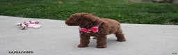 Toy Poodle dogs for sale: Paige - Ad 7