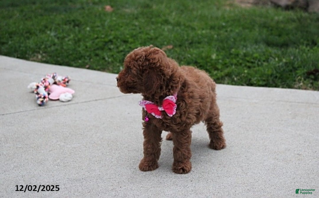 Toy Poodle dogs for sale: Paige - Ad 7