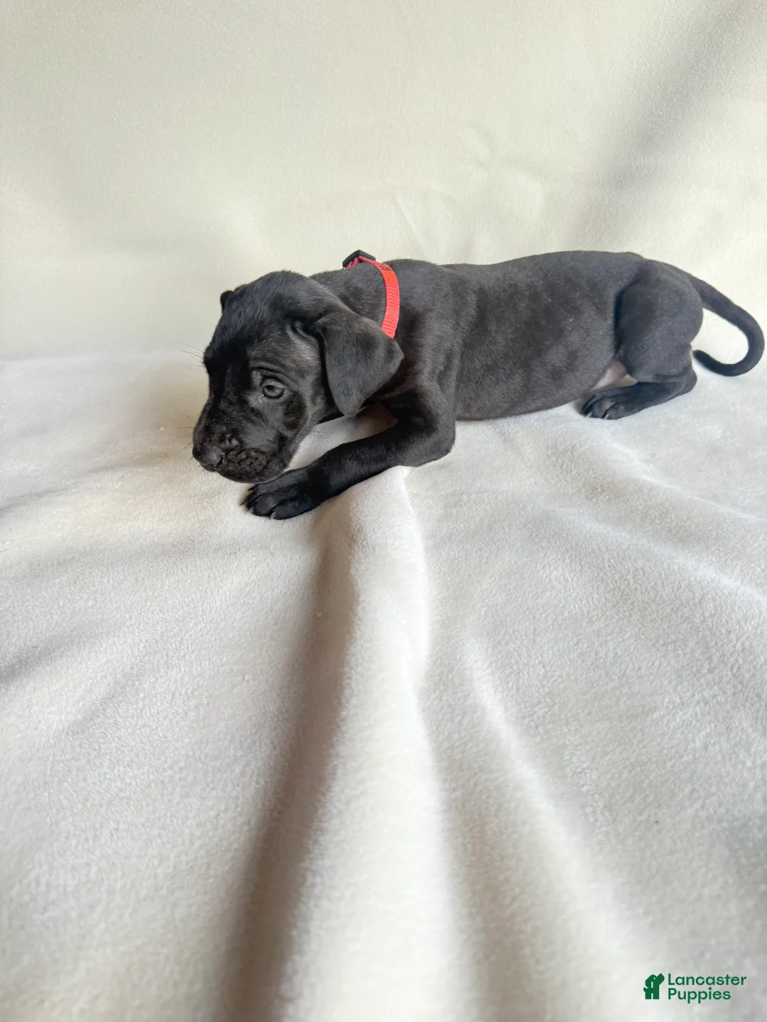 Great Dane dogs for sale: Tea cup- pink - Ad 2