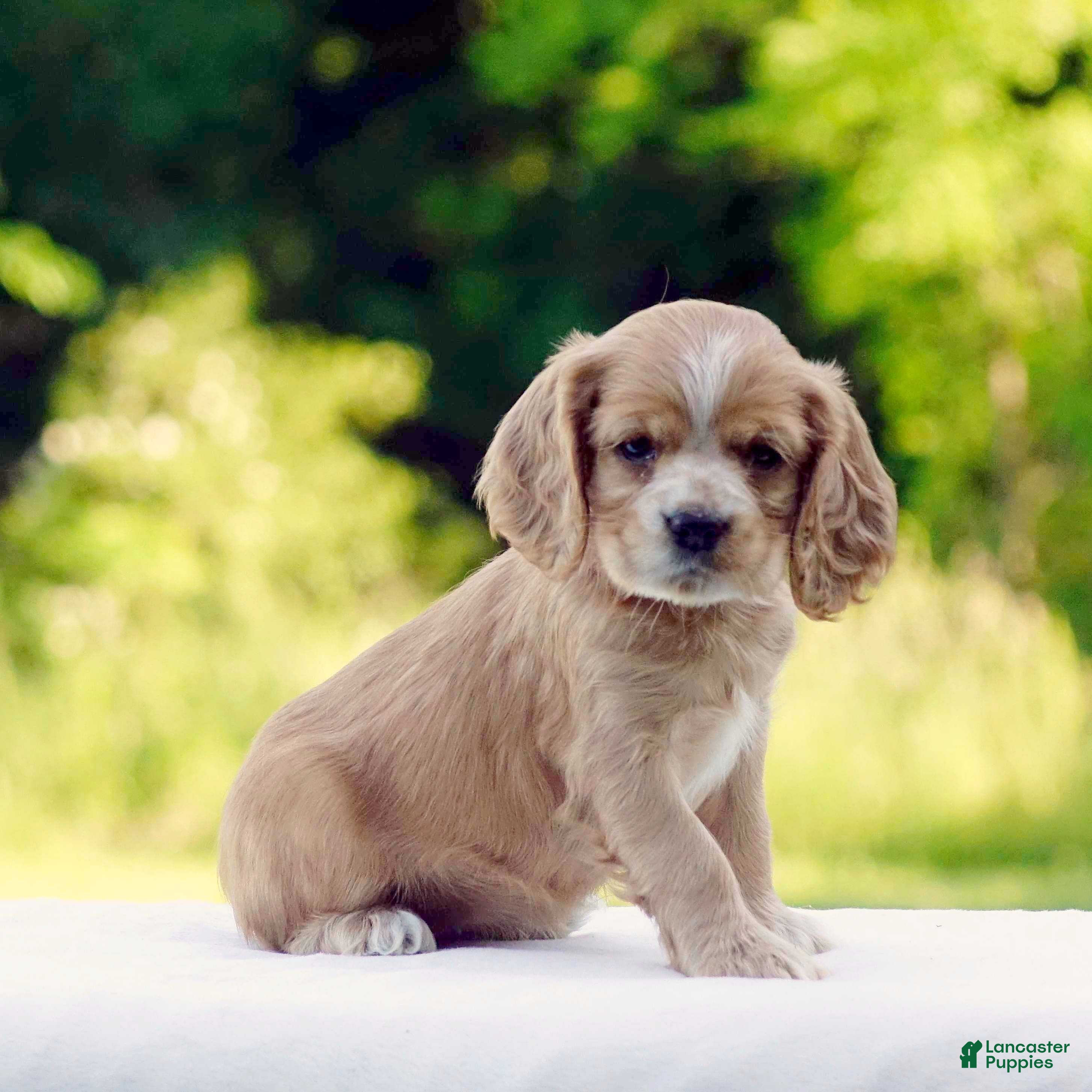 Cocker Spaniel dogs Tessa - Ad 1